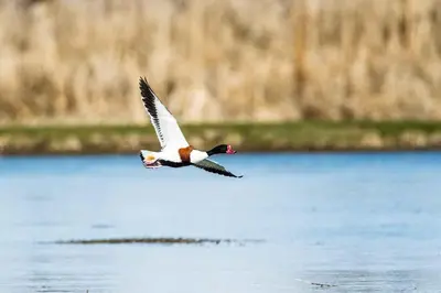 Altri animali domestici presso l'appartamento o nei dintorni