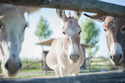 Altri animali domestici presso l'agriturismo o nei dintorni