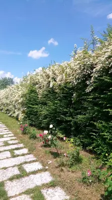 Giardino di Agriturismo Il Magicorto