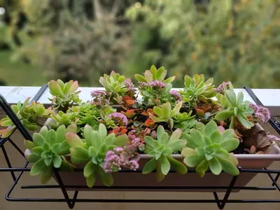 Giardino di A casa di cocco