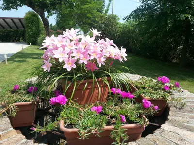 Giardino di Barchessa Da Rio