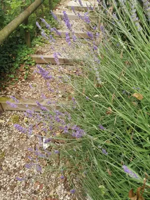 Giardino di LE BETULLE B&B