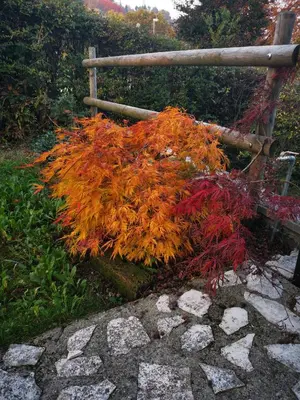 Giardino di LE BETULLE B&B