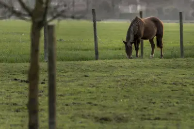 Altri animali domestici presso l'agriturismo o nei dintorni