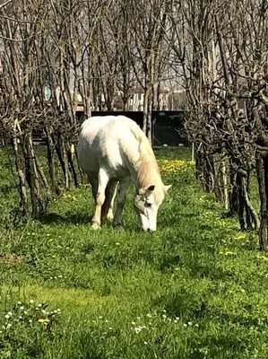 Altri animali domestici presso la casa vacanze o nei dintorni