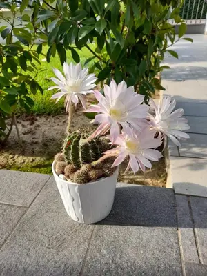 Giardino di B&B Villa Griselda