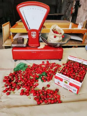Cibo presso l'appartamento o nelle vicinanze