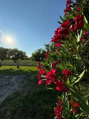 Giardino di La casa di Igni