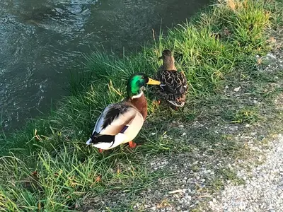 Altri animali domestici presso l'appartamento o nei dintorni