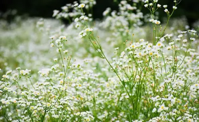 Giardino di Le camere del nonno Momi