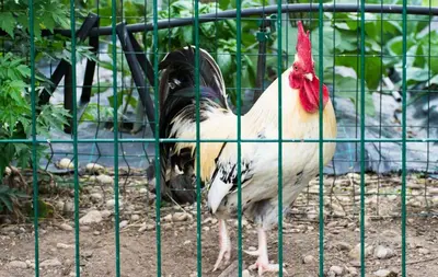 Altri animali domestici presso l'affittacamere o nei dintorni