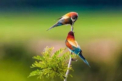 Altri animali domestici presso l'appartamento o nei dintorni