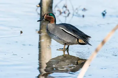 Altri animali domestici presso l'appartamento o nei dintorni