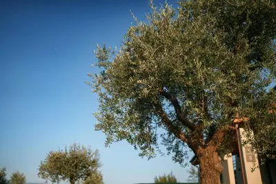 Planimetria di Sorapiana