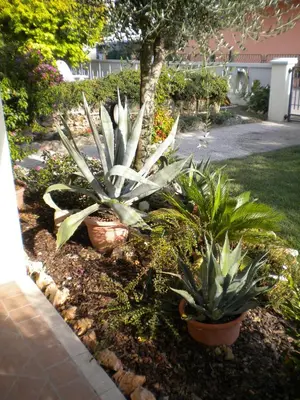 Giardino di Civico 493 B'n'B