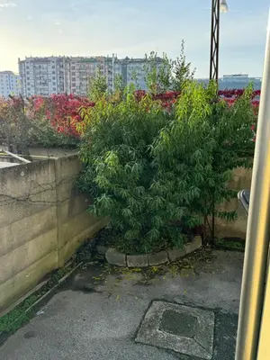 Planimetria di Venice grey apartment