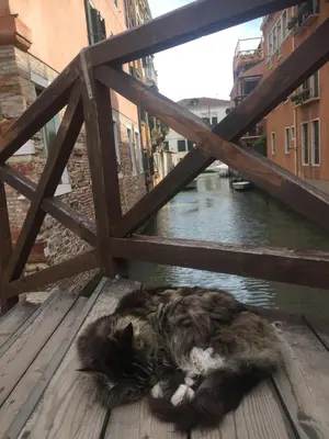 Ospiti di Bella Meimei con animali domestici