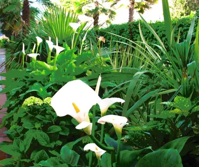 Giardino di Hotel Smeraldo