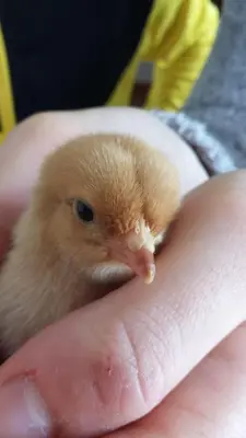 Altri animali domestici presso l'appartamento o nei dintorni