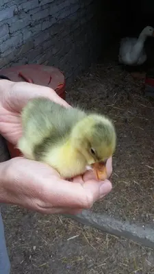 Altri animali domestici presso l'appartamento o nei dintorni