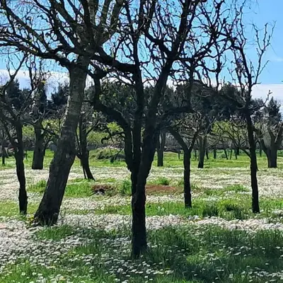 Appartamento Al Forte
