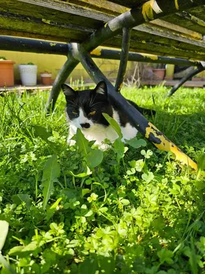 Ospiti di Camera privata vicino a Venezia in aperta campagna con animali domestici
