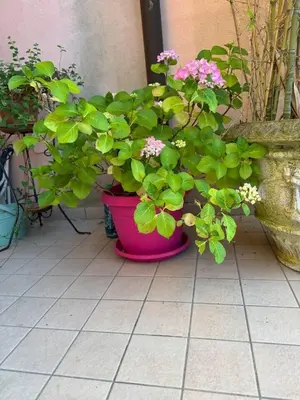 Giardino di Ca'Ilaria vacanze al mare a due passi da Venezia