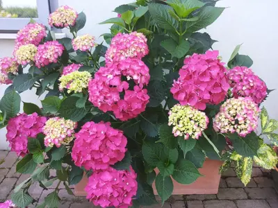 Giardino di A Casa Di Paola