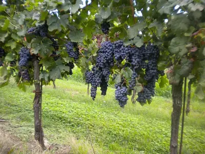 Planimetria di Agriturismo Mazzeracca
