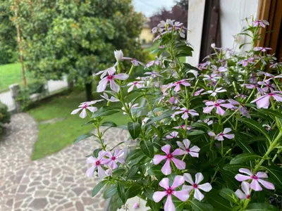 Giardino di Residenza 38