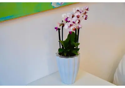 Planimetria di Spiral-Loft, Santo Apartment