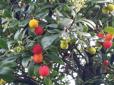 Planimetria di Il giuggiolo