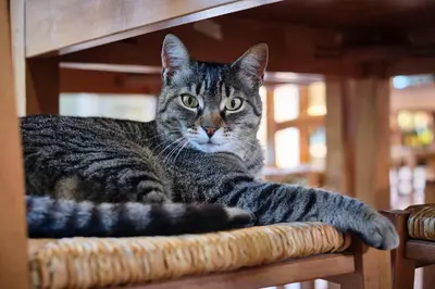 Ospiti di Casa in Campagna con animali domestici