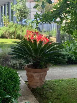 Giardino di Calipso