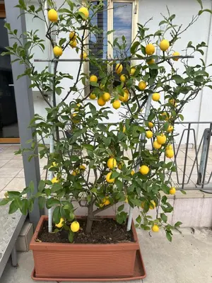 Giardino di Lemon house