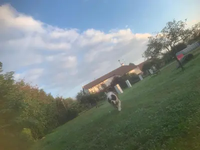 Ospiti di Agriturismo il Podere Vedelago con San Bernardo, Alpaca e una Pentola di cose da scoprire