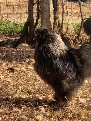 Altri animali domestici presso l'agriturismo o nei dintorni