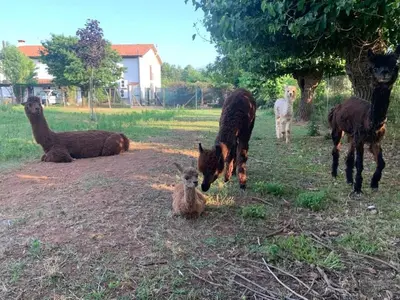 Altri animali domestici presso l'agriturismo o nei dintorni