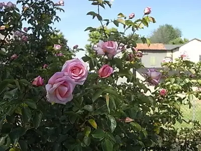 Giardino di Bed & breakfast Villa Lisetta