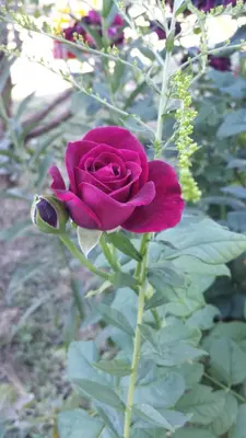 Giardino di Appartamento Acero Rosso