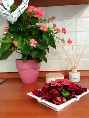Cibo presso l'appartamento o nelle vicinanze