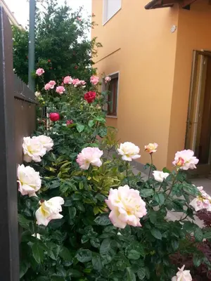 Giardino di Villa Al Sole