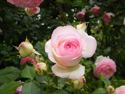 Giardino di Il nido di rondine