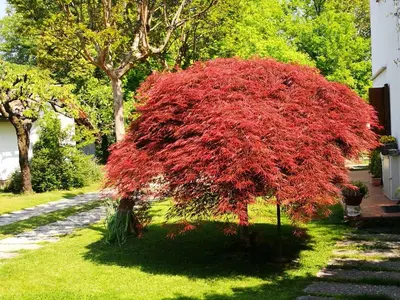 Giardino di Alle Grazie