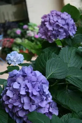 Giardino di LE TRE ARTI B&B