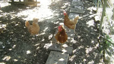 Altri animali domestici presso l'hotel o nei dintorni