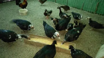 Altri animali domestici presso l'agriturismo o nei dintorni