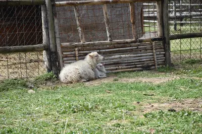 Altri animali domestici presso l'agriturismo o nei dintorni