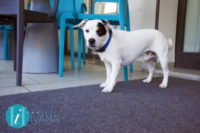 Ospiti di Hotel Ivana con animali domestici