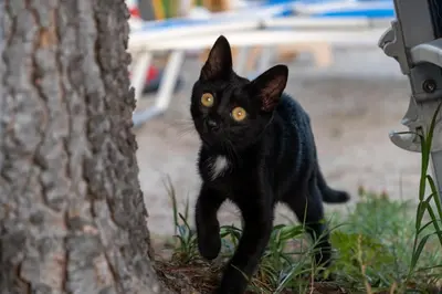 Ospiti di Hotel Villa Sara con animali domestici